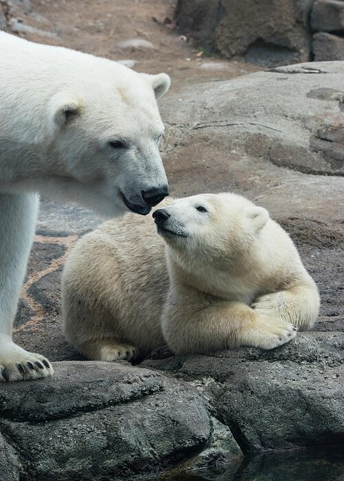 Polar Bear Cz 17 2 Greeting Card featuring the photograph Polar Bear Cz 17 2 by Robert Michaud