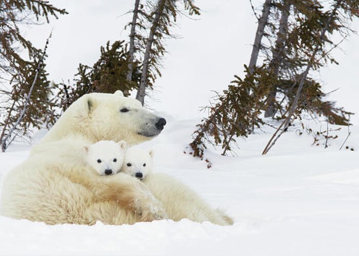 Bear Cub Greeting Card featuring the photograph Polar Bear Ursus Maritimus Sow And Two by Richard Wear / Design Pics