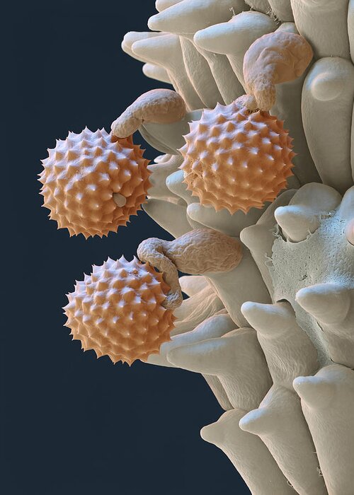 Ambrosia Greeting Card featuring the photograph Pollen And Pollen Tubes, Sem by Oliver Meckes EYE OF SCIENCE