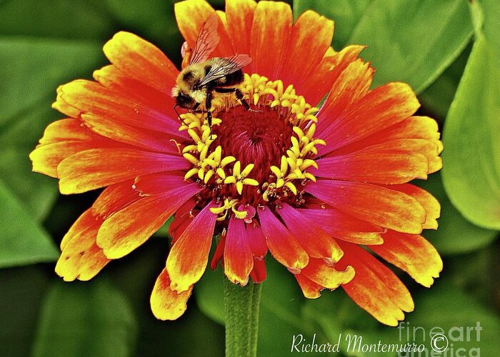 Flowers Greeting Card featuring the photograph Pollinator by Richard Montemurro