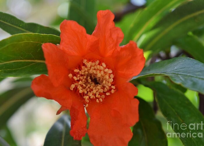 Pomegranate Flower Greeting Card featuring the photograph Pomegranate Pomp by Janet Marie