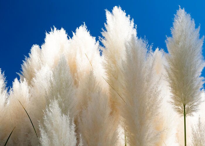 Pompas Grass Greeting Card featuring the photograph Pampas Grass by Mark Miller