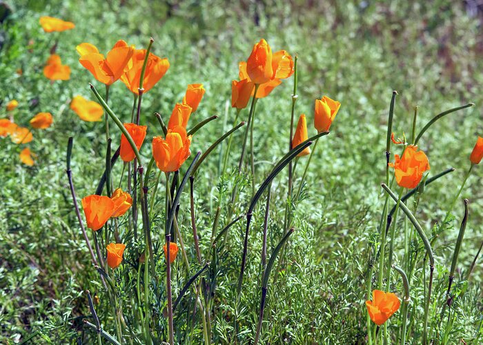 Wildflower Greeting Card featuring the photograph Poppies 5776-031419 by Tam Ryan