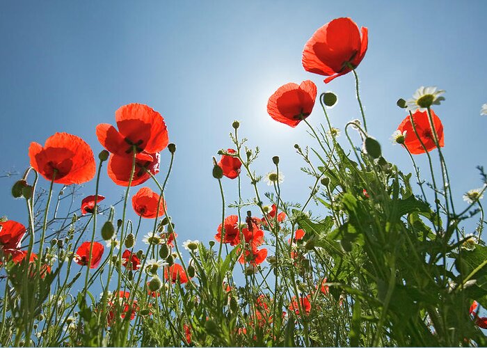 Petal Greeting Card featuring the photograph Poppies Against Blue Sky, Low Angle View by Visionsofamerica/joe Sohm
