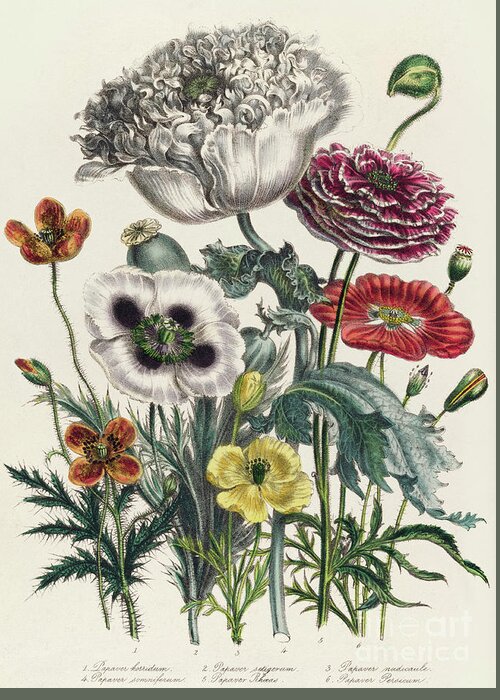 Poppy Greeting Card featuring the drawing Poppies, plate iv from The Ladies' Flower Garden, published in 1842 by Jane Loudon