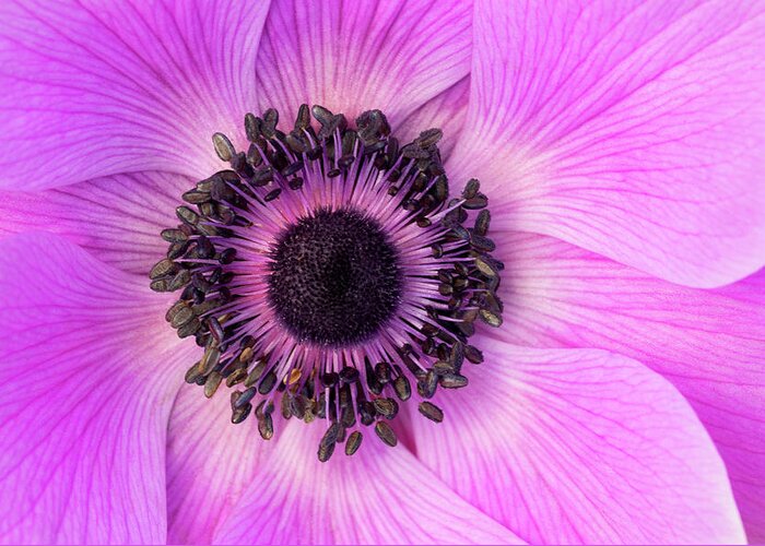 Flowers Greeting Card featuring the photograph Poppy Anemone by Patty Colabuono