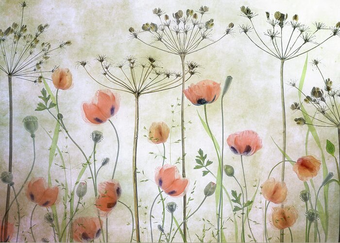 Floral Greeting Card featuring the photograph Poppy Meadow by Mandy Disher