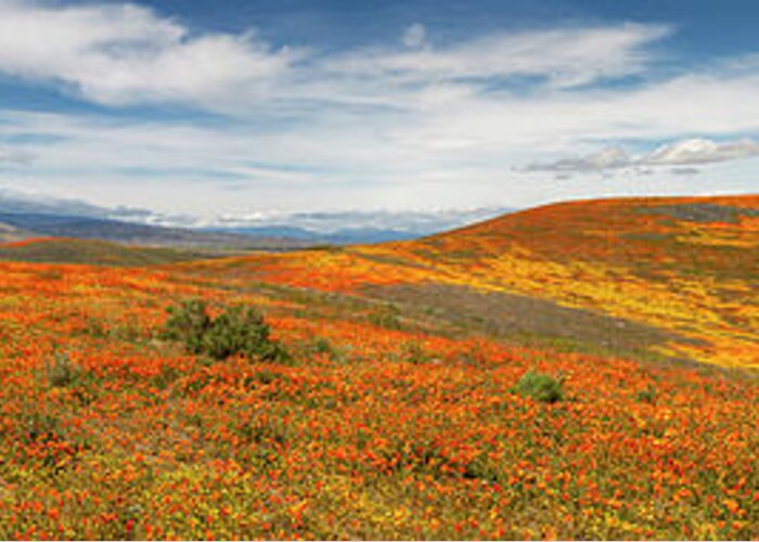 Antelope Valley Poppy Reserve Greeting Card featuring the photograph Poppy Reserve Panorama 1 by Endre Balogh