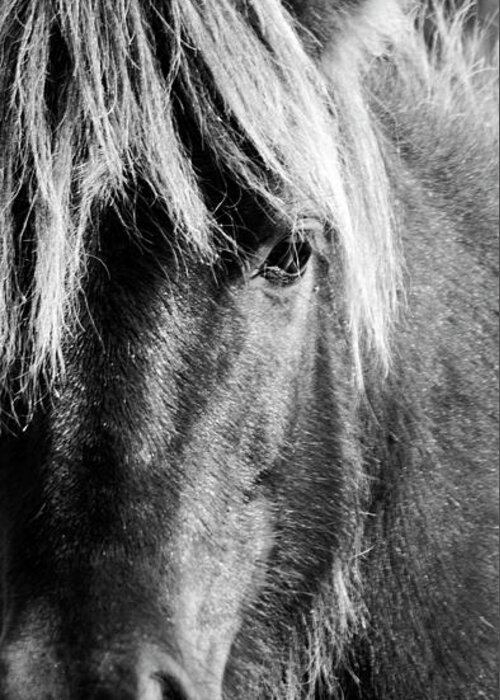 Wild Horse Greeting Card featuring the photograph Portait of a Wild Mustang by Bob Decker