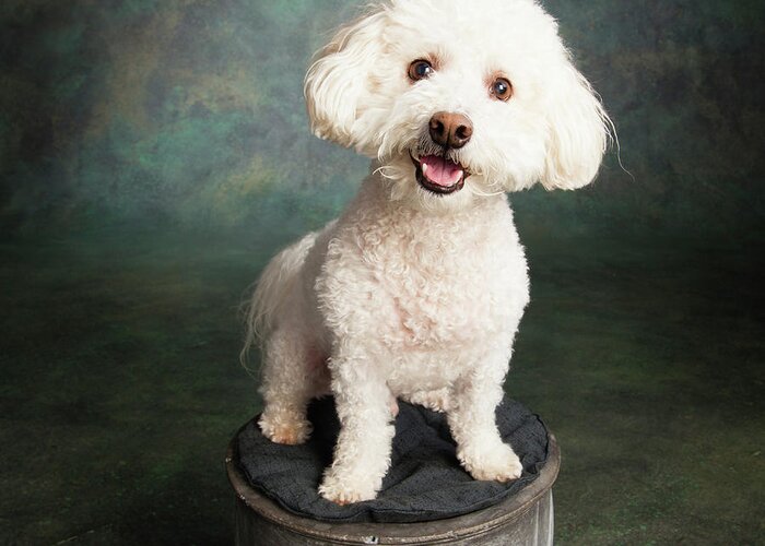Photography Greeting Card featuring the photograph Portrait Of A Bichon Frise Poodle Mix by Panoramic Images