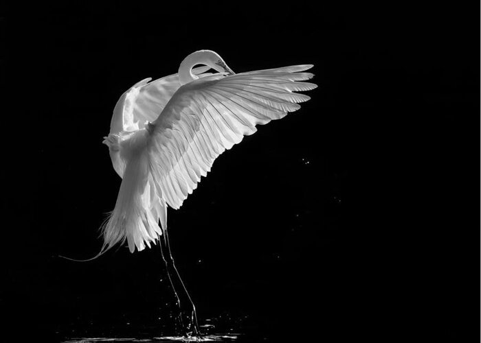 Egret Greeting Card featuring the photograph Portrait Of A Great White Egret by Kevin Wang