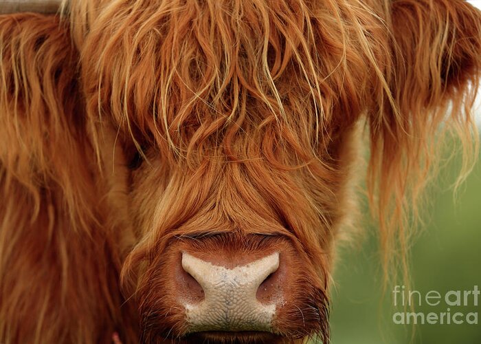 Highland Cow Greeting Card featuring the photograph Portrait of a Highland Cow by Maria Gaellman