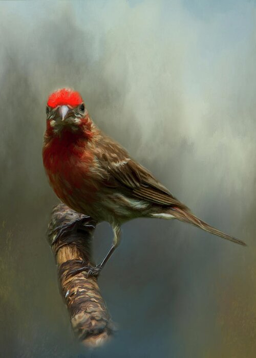 Avian Greeting Card featuring the photograph Portrait of a House Finch by Cathy Kovarik