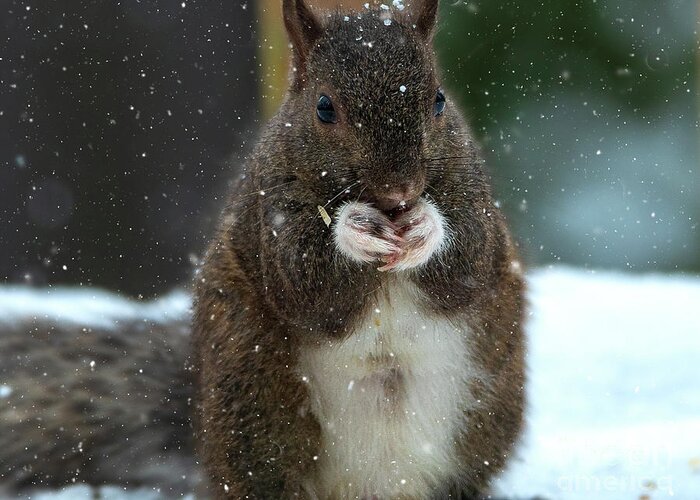 Animal Greeting Card featuring the photograph Portrait of a Squirrel in Snow by Sandra J's