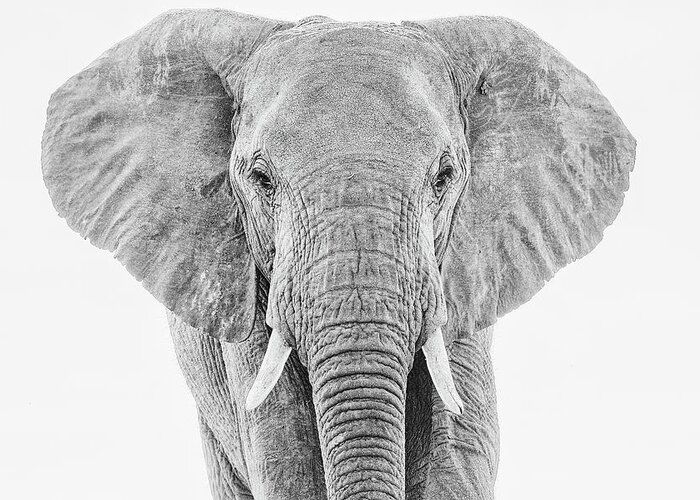 Elephant Greeting Card featuring the photograph Portrait of an African Elephant Bull in Monochrome by Mark Hunter