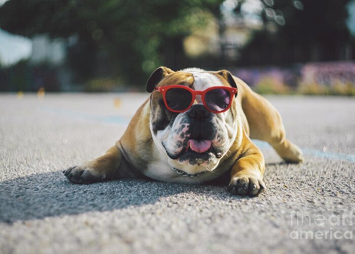 Pets Greeting Card featuring the photograph Portrait Of Dog In Sunglasses Lying On by Mirko Giambanco