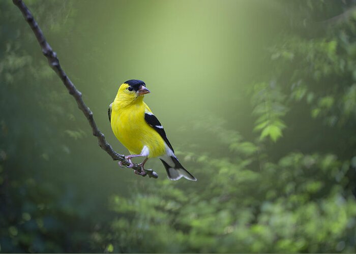 Goldfinch Greeting Card featuring the photograph Posing Pretty by Mickey Maggard Arlow