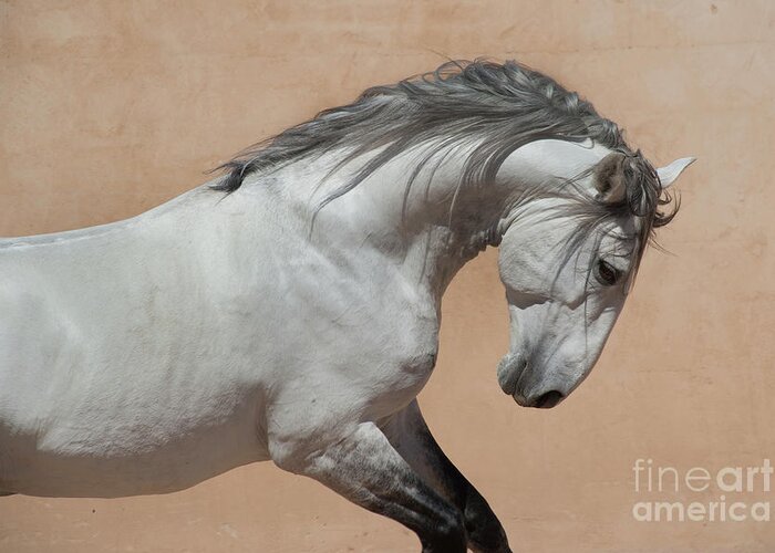 Horse Greeting Card featuring the photograph Power Surge by Jody Miller