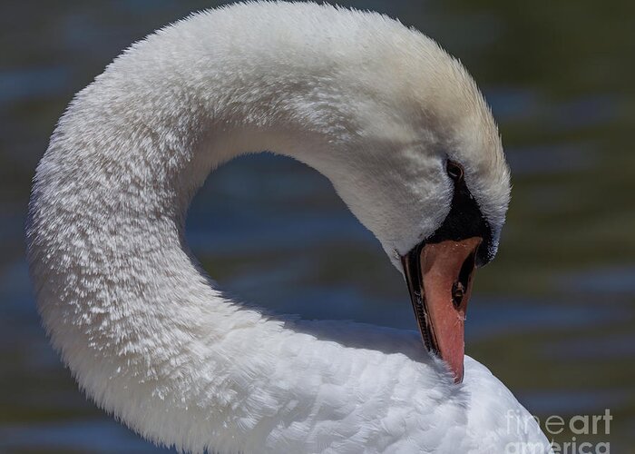 Photography Greeting Card featuring the photograph Preening Neck by Alma Danison