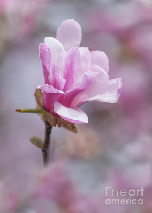Magnolia Greeting Card featuring the photograph Pretty in Pink by Amfmgirl Photography