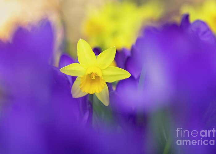 Daffodil Greeting Card featuring the photograph Pretty Through Purple by Tim Gainey