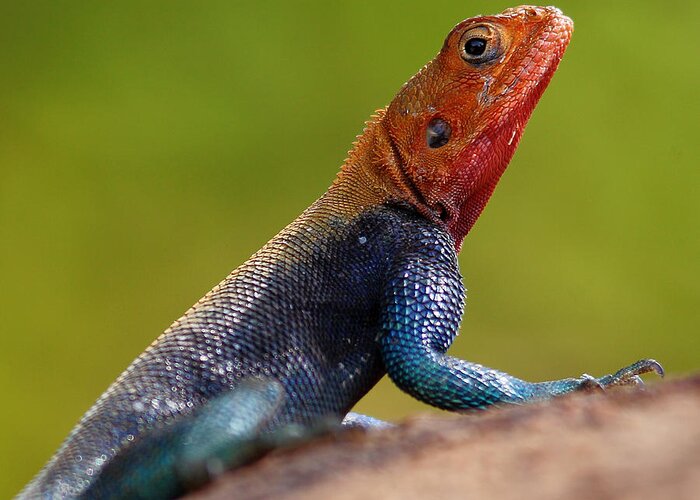 Kenya Greeting Card featuring the photograph Profile Of Male Red-headed Rock Agama by Achim Mittler, Frankfurt Am Main