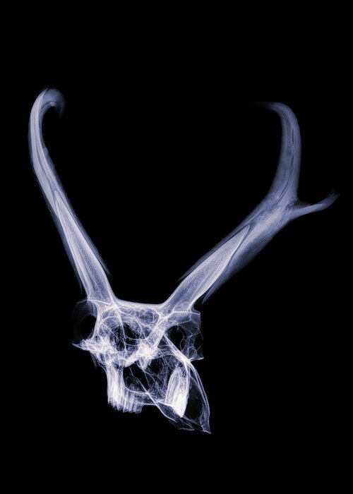 Kansas Greeting Card featuring the photograph Pronghorn x-ray 05 by Rob Graham