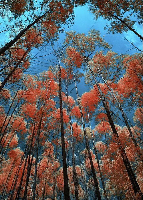Tranquility Greeting Card featuring the photograph Protected Forest Reserves In Infrared by Photography By Azam Alwi