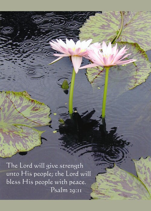 Water Lilies Greeting Card featuring the photograph Psalm 29 by John Lautermilch