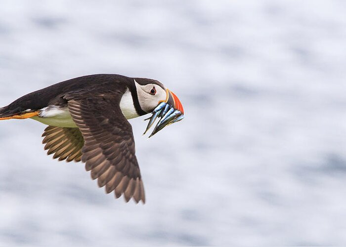 Animal Themes Greeting Card featuring the photograph Puffin In Flight Carrying Sand Eels by Mark Ellison Photography