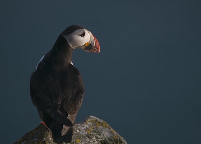 Puffin Greeting Card featuring the photograph Puffin On The Lookout by Olof Petterson