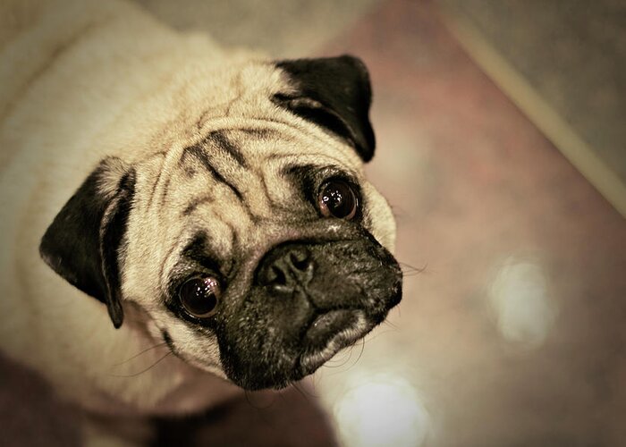 Pets Greeting Card featuring the photograph Pug Dog by Grumpymonkee