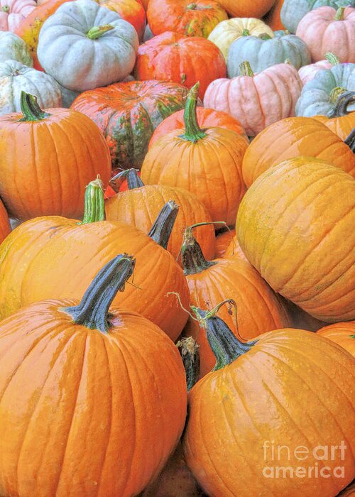Pumpkins Greeting Card featuring the photograph Pumpkin Variety by Janice Drew