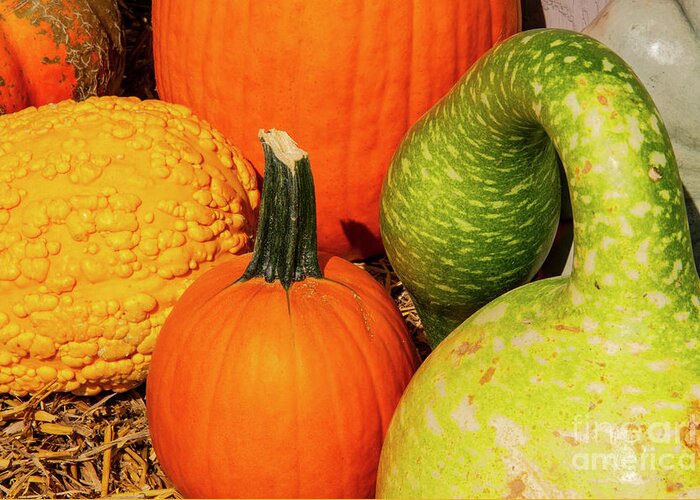 Nashville Greeting Card featuring the photograph Pumpkins and Gourds by Bob Phillips
