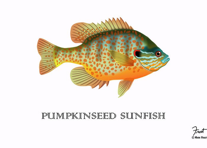 Pumpkinseed Sunfish Greeting Card by Mark Frost