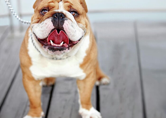 #faatoppicks Greeting Card featuring the photograph Puppy Dog Breed English Bulldog by Maika 777