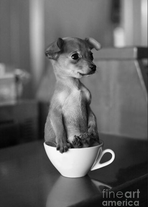 Small Greeting Card featuring the photograph Puppy Dog In A Cup Of Coffee by Stokkete