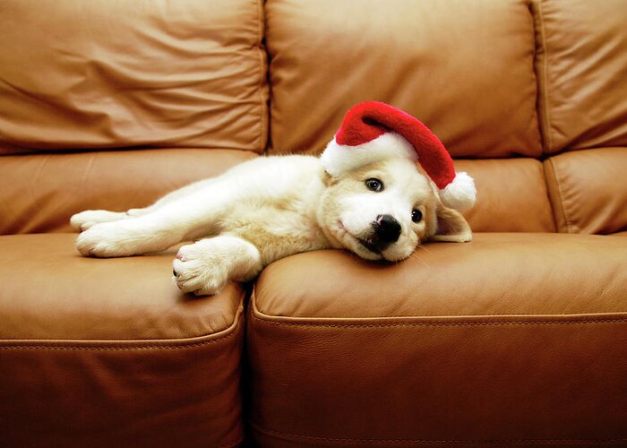 Pets Greeting Card featuring the photograph Puppy Wears A Christmas Hat, Lounges On by Karina Santos