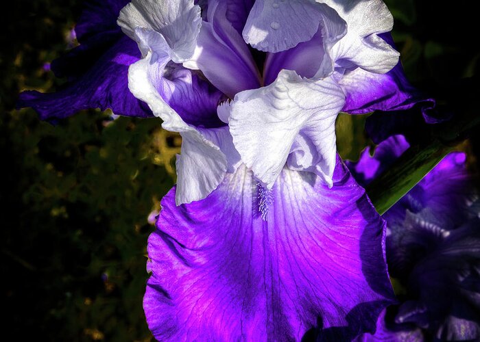 Hdr Greeting Card featuring the photograph Purple and White Iris by David Patterson