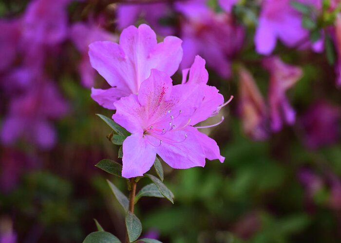 Flowers Greeting Card featuring the photograph Purple Azaleas in Bloom by Nicole Lloyd