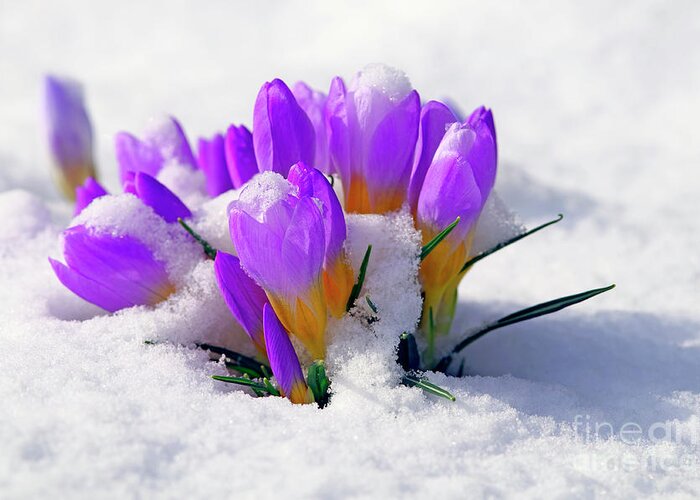 Crocuses Greeting Card featuring the photograph Purple Crocuses in the Snow by Sharon Talson