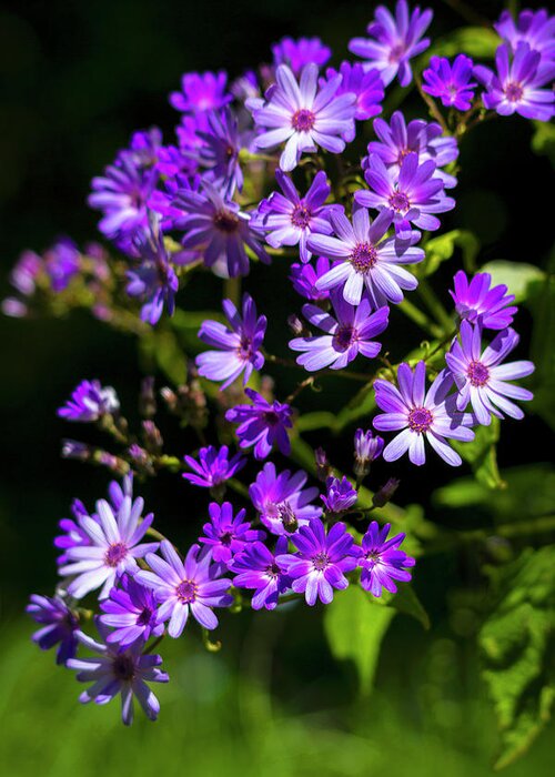 Purple Daisies In Spring Greeting Card featuring the photograph Purple Daisies in Spring by Bonnie Follett