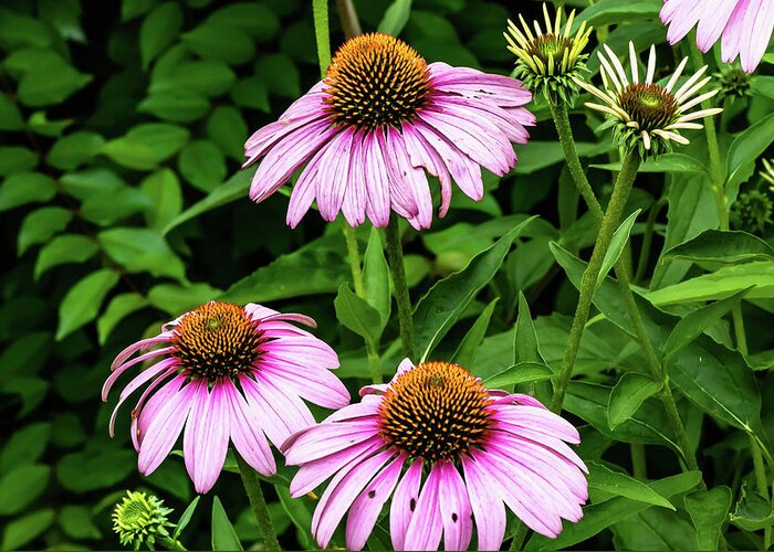 Flower Greeting Card featuring the digital art Purple Echinacea ConeFlower by Ed Stines