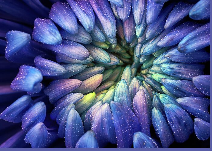 Flower Greeting Card featuring the photograph Purple Flower by Christopher Johnson