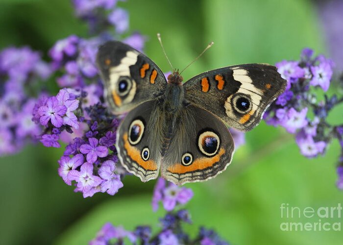 Buckeye Butterfly With Purple Flowers Greeting Card featuring the photograph Purple Flowers and Butterfly by Terri Brewster