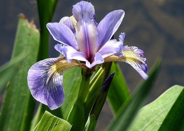 Purple Greeting Card featuring the photograph Purple Iris by Kathy Ozzard Chism
