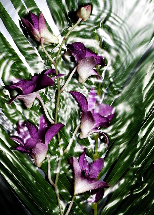 Purple Greeting Card featuring the photograph Purple Orchids Dendrobium Kingianum On by Jaime Chard