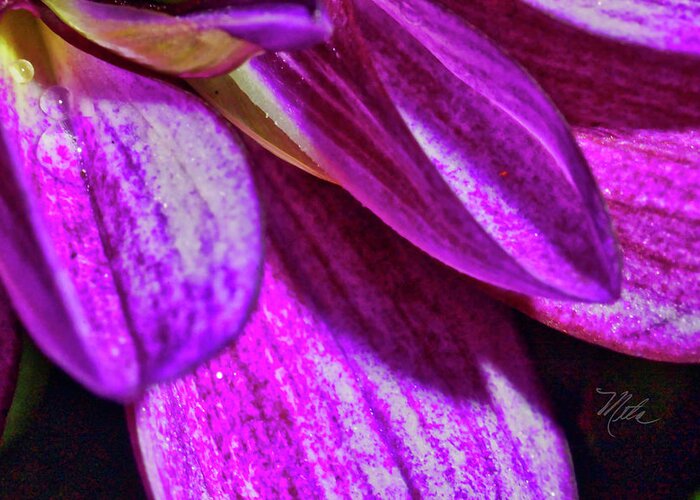 Macro Photography Greeting Card featuring the photograph Purple Petals by Meta Gatschenberger