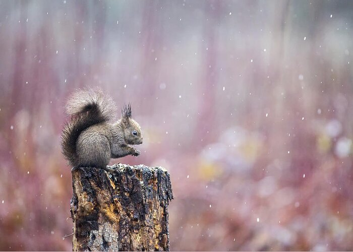 Squirrel Greeting Card featuring the photograph Purple Rain by Marco Redaelli