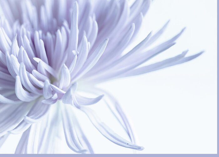 Spider Mum Greeting Card featuring the photograph Purple Spider Mum by Lori Rowland